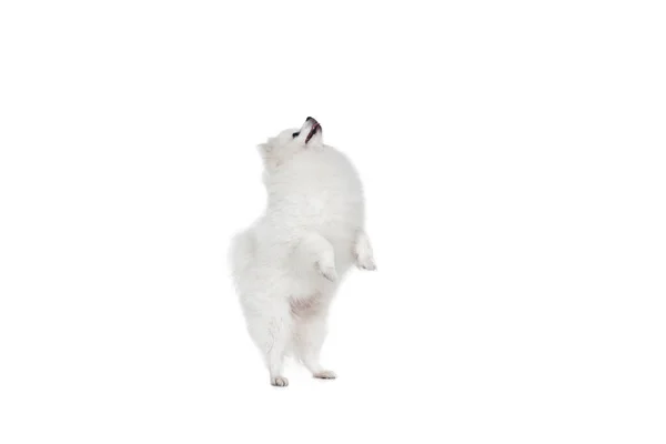 Retrato Hermoso Spitz Pomeraniano Blanco Esponjoso Aislado Sobre Fondo Blanco — Foto de Stock