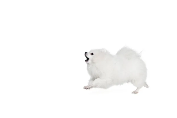 Маленький Пушистый Белый Померанский Шпиц Лает Изолированно Белом Фоне Понятие — стоковое фото