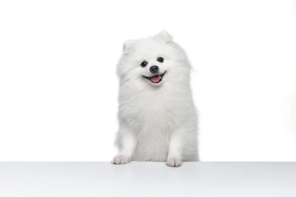 可愛いペット 白を基調にしたふわふわの白いポメラニアンのスピッツのポートレート 繁殖国内動物の概念 健康管理だベット 犬は幸せに見えます 健康と喜び 広告のコピースペース — ストック写真