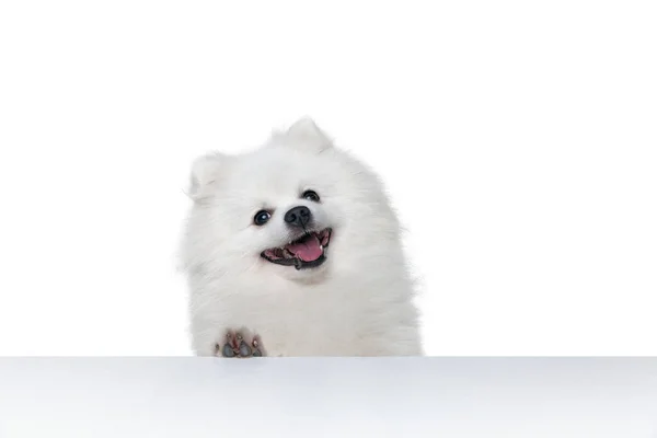 Przyjazny Towarzysz Cute Puszysty Biały Pomeranian Spitz Pozowanie Izolowane Białym — Zdjęcie stockowe