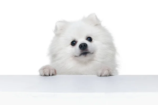 Closeup Rosto Charmoso Spitz Pomeranian Branco Fofo Isolado Fundo Branco — Fotografia de Stock