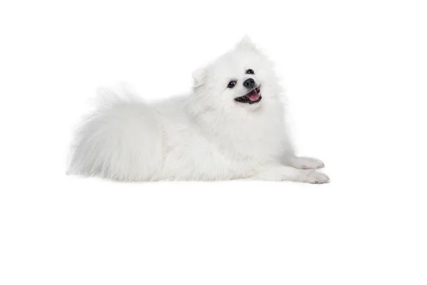 Retrato Spitz Pomeranian Branco Fofo Bonito Isolado Fundo Branco Conceito — Fotografia de Stock