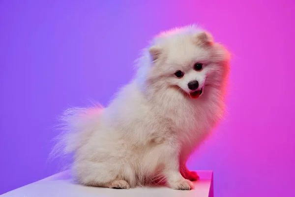 Doce Animal Bonito Pequeno Branco Pomeranian Spitz Cachorrinho Animal Estimação — Fotografia de Stock