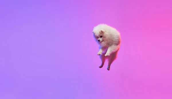 Cagnolino Volante Carino Piccolo Bianco Pomerania Spitz Salto Isolato Sfondo — Foto Stock