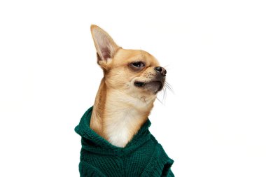 Güvensizlikle bak. Beyaz stüdyo arka planında izole edilmiş hayvan kıyafetleri giyen sevimli soluk sarı bir chihuahua köpeği. Köpek modası, hayvan yaşam tarzı, veteriner, bakım kavramı. İlan için alanı kopyala