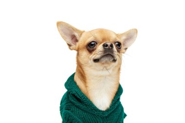 Beyaz stüdyo arka planında izole edilmiş hayvan kıyafetleri giyen sevimli sarı renkli chihuahua köpeği. Köpek modası, hayvan yaşam tarzı, veteriner, bakım kavramı. İlan için alanı kopyala