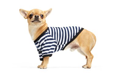 Komik denizci. Beyaz stüdyo arka planında izole edilmiş hayvan kıyafetleri giyen sevimli soluk sarı bir chihuahua köpeği. Köpek modası, hayvan yaşam tarzı, veteriner, bakım kavramı.