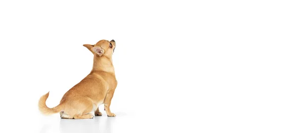 Вид Ззаду Студійний Знімок Маленької Собаки Позує Ізольовано Білому Тлі — стокове фото
