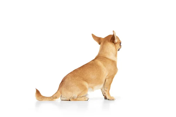 バックビュー 白い背景の上に隔離されたポーズの小さな犬のスタジオショット 美しく かわいいChihuahua演奏 繁殖動物 ペット コンパニオン 獣医の概念 — ストック写真
