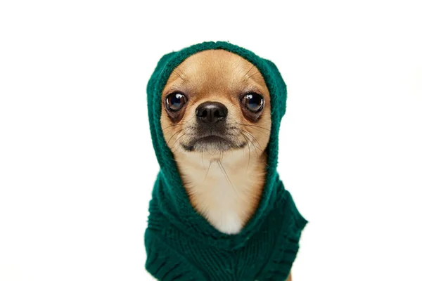 Blickt Die Kamera Netter Blassgelber Chihuahua Hund Tierkleidung Isoliert Auf — Stockfoto
