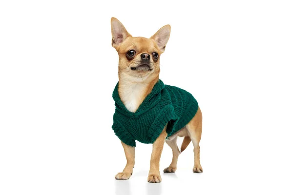 Modemodel Warmen Pullover Netter Blassgelber Chihuahua Hund Tierkleidung Isoliert Auf — Stockfoto