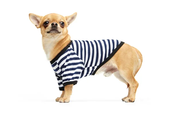 Funny Sailor Cute Pale Yellow Color Chihuahua Dog Wearing Animal — Stock Photo, Image