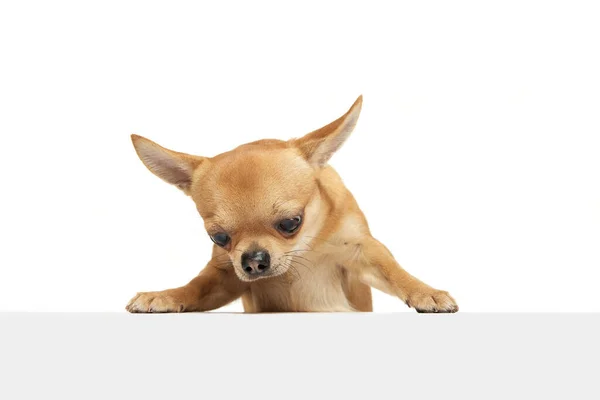 白いスタジオの背景に孤立かわいい黄金の色Chihuahuaの肖像画 動物の生命 獣医とケアの概念 純血種の小型犬のポーズ テキスト デザインのコピースペース — ストック写真