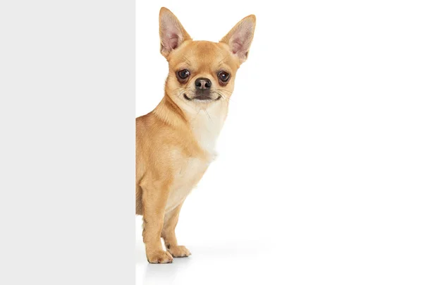 Sweetness Studio Shot Small Dog Posing Isolated White Background Beautiful — Stock Photo, Image