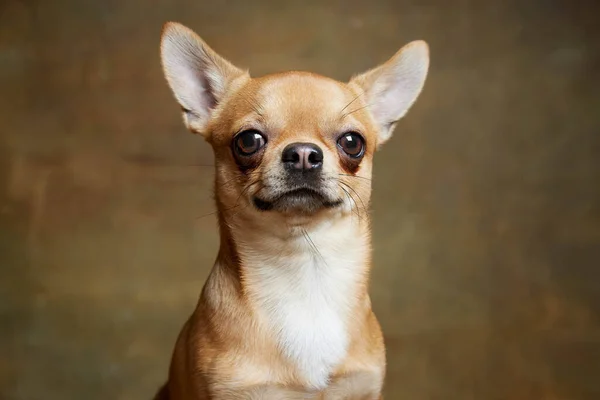 Primer Plano Lindo Color Amarillo Pálido Perro Chihuahua Mirando Cámara —  Fotos de Stock