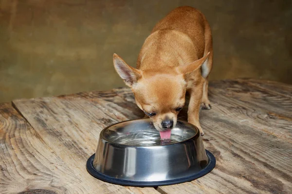 Pequena Cor Amarela Pálida Chihuahua Cão Bebendo Tigela Isolada Fundo — Fotografia de Stock