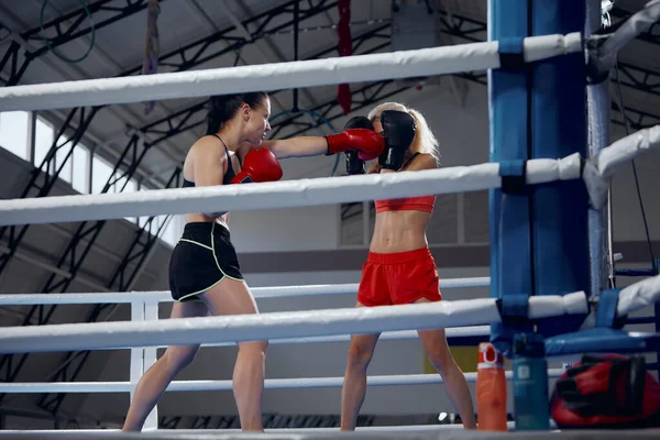 Punsch Zwei Profiboxerinnen Boxen Boxring Der Sporthalle Zwei Muskulöse Athleten — Stockfoto