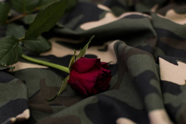 Close Red Rose Military Camouflage Uniform — Stock Photo, Image
