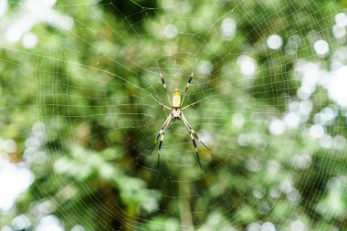 Kosta Rika 'da bir ormanda örümcek ağında.
