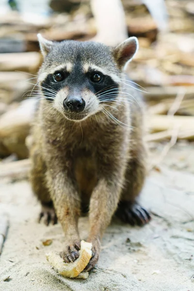 Wilder Waschbär Frisst Einem Strand Costa Rica — Stockfoto