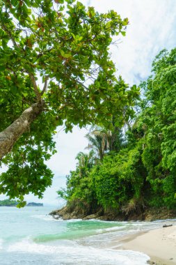 Kosta Rika 'da tropikal ormanlarla çevrili beyaz kumlu plaj.
