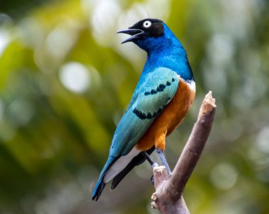 Beautiful Superb Starling close up portrait. Blue bird with black head and orange body. Blurred, green leaves are in the background