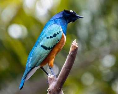 Beautiful Super Starling close up portrait. Blue bird, with black head and orange stomach. Blurred green leaves in the background
