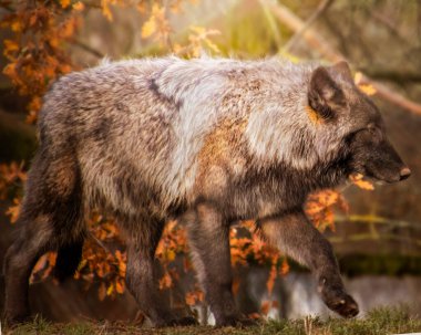 Young wolf cub walking in the autumn. Orange fall foliage and green grass in the background