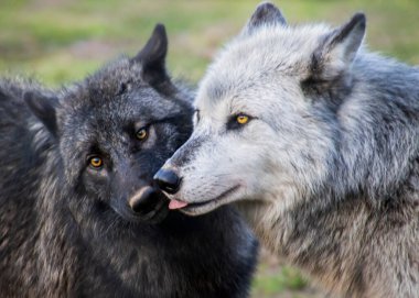 Beautiful female timber wolf licking her young cub. Black and grey body with intense yellow eyes. Motherly affection captured on this photo. The puppy is almost black, showing its affection to her mother as well. Green grass in the background.