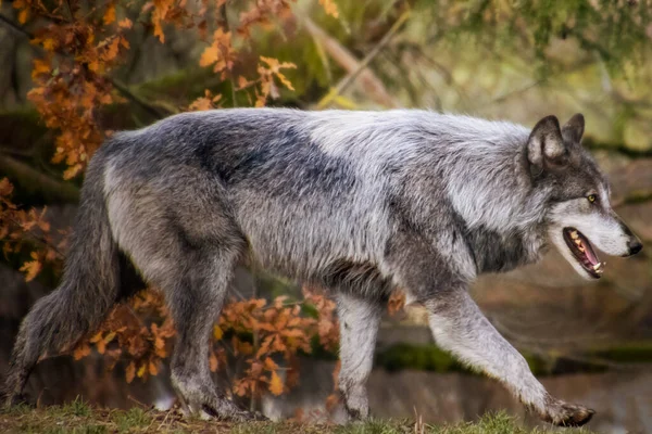 Beautiful Male Timber Wolf Walking Autumn Grey White Body Intense — Stock Photo, Image