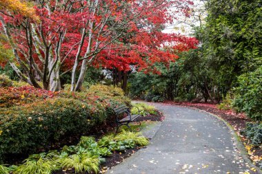Peaceful park, in the autumn. Beautiful Japanese maple with red, vibrant leaves falling on the road. Bench for sitting next to the sidewalk.