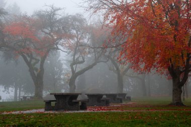 Beautiful autumn park scene. Stunning trees with red, yellow orange leaves. Picnic tables are next to the road in the middle. Some leaves are on the ground. Foggy, rainy day. Lots of mist and haze.