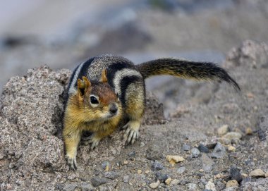 Very cute little chipmunk portrait. Detailed close up picture of its face, eyes and ears. Brown and yellow body with black stripes.