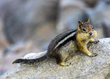 Very cute little chipmunk portrait. Detailed close up picture of its face, eyes and ears. Brown and yellow body with black stripes.