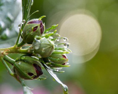 Beautiful flower blossom close up. Surrounded by green leaves and grass. Shallow depth of field. Wet after the rain, lots of water drops.