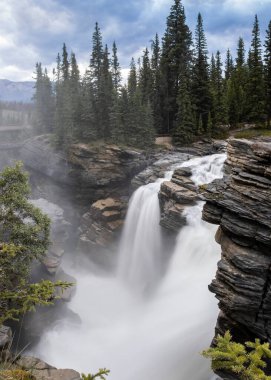 Athabasca 'nın muhteşem manzarası Jasper Provincial Park, Alberta, Kanada' ya düşüyor. Yeşil ağaçlar ve arka planda bir dağ. Yağmurlu bir günde güçlü bir şelale