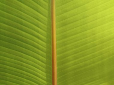 Üst veiw, muz yaprağının bulanık arkaplanı tasarım veya stok fotoğrafı için yeşil renk, yeşillik bitkileri, tropikal izinler, çizgili