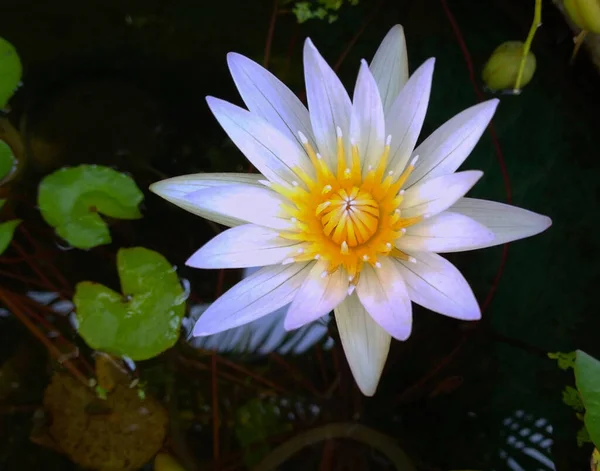 美丽的一朵花 开着的荷花 花瓣洁白 池中有黄色的雄蕊 可作背景或鱼群照片 静坐植物 — 图库照片