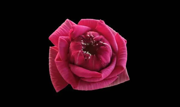 Zbliżenie Piękny Różowy Lilia Wodna Lub Kwiat Lotosu Kwitnący Izolowany — Zdjęcie stockowe