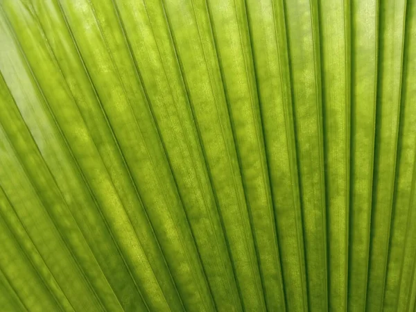 閉じる 抽象的なぼやけた緑の葉のテクスチャ背景デザイン 植物の縞模様 緑の自然 ヤシの葉 — ストック写真