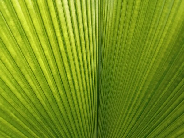 클로즈업 디자인을 추상적으로 식물의 줄무늬 녹색의 야자나무 — 스톡 사진