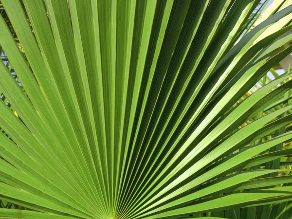 背景やデザインのための緑の色のヤシの木の抽象的なテクスチャストックフォト 熱帯夏の植物 緑の木 — ストック写真
