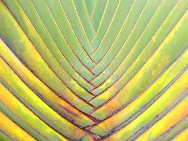 Arkaplan veya tasarım stoku fotoğrafı için renkli palmiye ağacının soyut bulanık dokusu, çok renkli yaz bitkisi