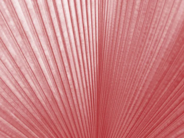 Closeup Abstrato Borrado Pastel Magenta Cor Fundo Textura Folha Palma — Fotografia de Stock