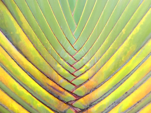 背景やデザインのストックフォトのためのカラフルなヤシの木の抽象的なぼやけた質感 多色の夏の植物 — ストック写真