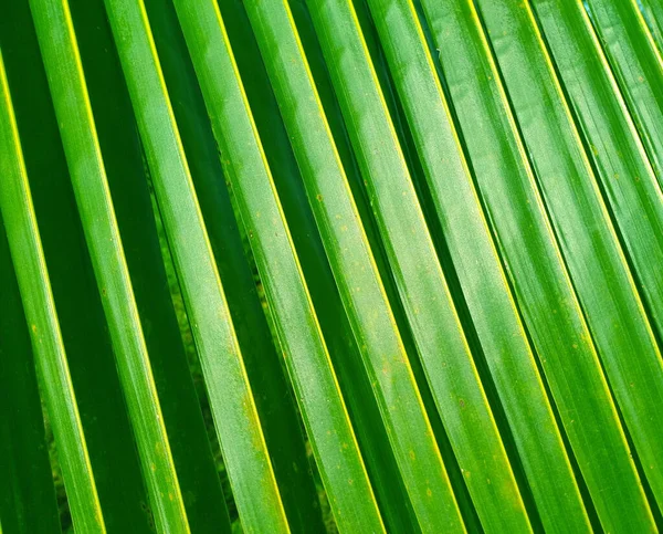 Szekrény Absztrakt Elmosódott Zöld Levél Textúra Háttér Design Csíkos Növények — Stock Fotó