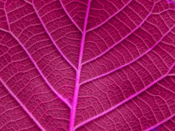 Closeup Abstract Hight Pink Color Striped Leaf Texture Selective Focus — Stock Photo, Image