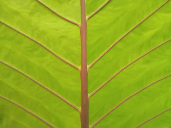 Closeup Abstract Green Striped Leaf Texture Selective Focus Background Design — Stock Photo, Image