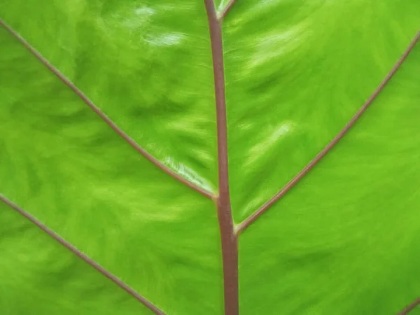 Closeup Vertical Abstract Soft Blur Green Striped Leaf Texture Background — Stock Photo, Image