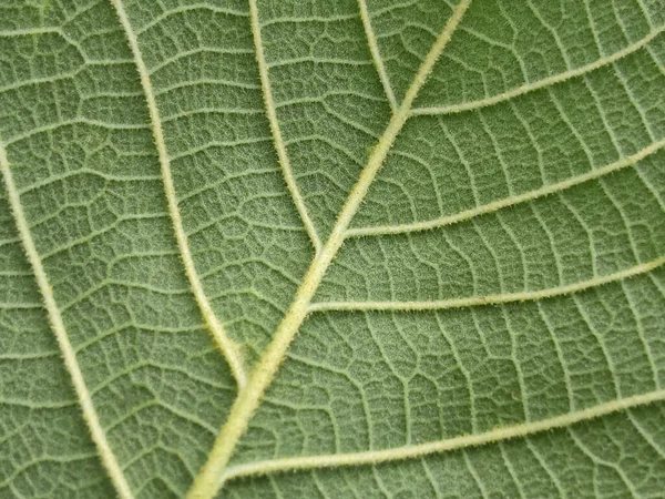 Крупный План Абстрактный Зеленый Полосатый Лист Текстуры Выборочный Фокус Фона — стоковое фото